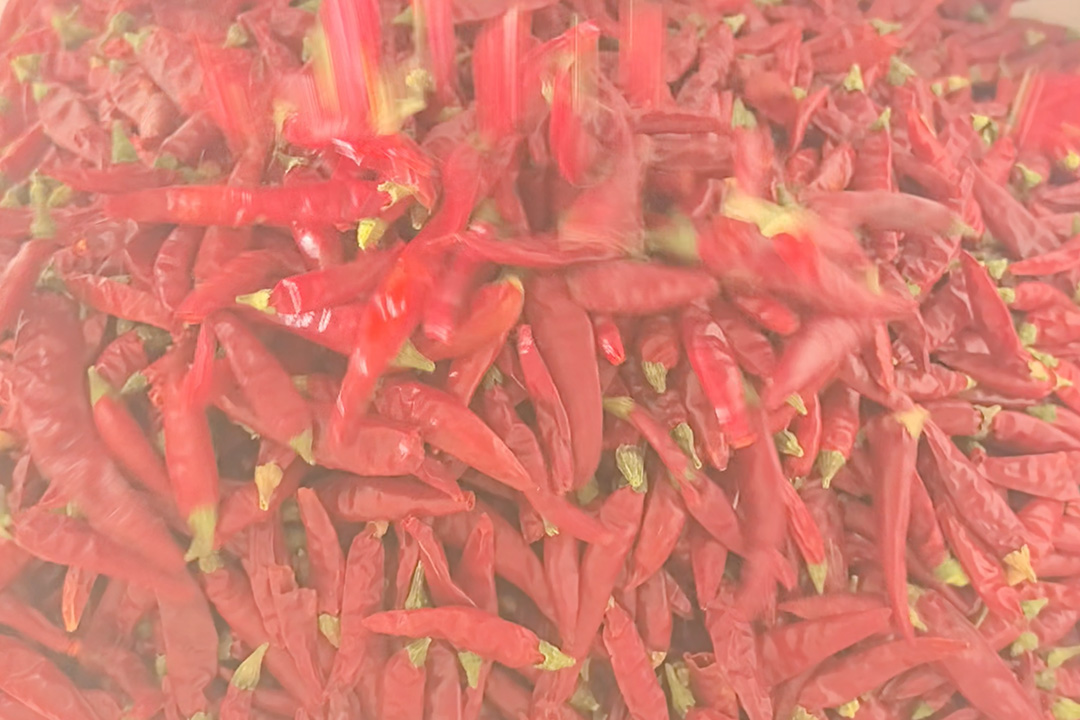 Two Color Sorters for Chili Pepper Processing